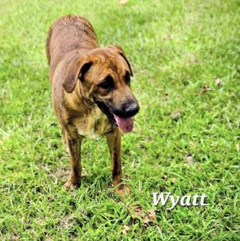 Wyatt -  Catahoula Leopard Dog Dog for Adoption in Manchester, Connecticut - Wyatt | PetCurious