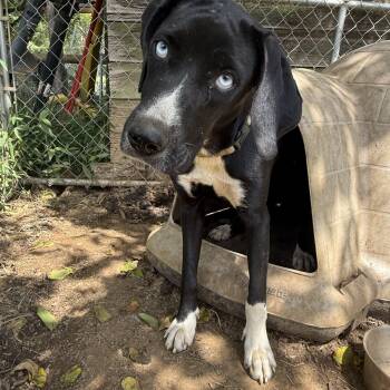 Phoenix -  Great Dane and Collie Dog for Adoption in Fries, Virginia - Phoenix | PetCurious