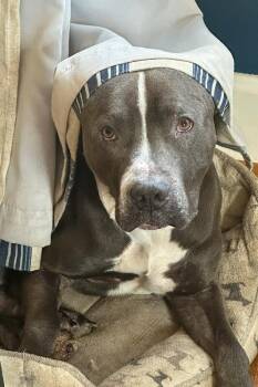 Buzz Lightyear -  Mixed Breed Dog for Adoption in Cincinnati, Ohio - Buzz Lightyear | PetCurious