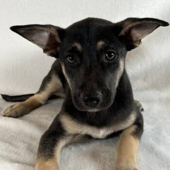 Rosalee -  Shepherd Dog for Adoption in Johnson City, Tennessee - Rosalee | PetCurious