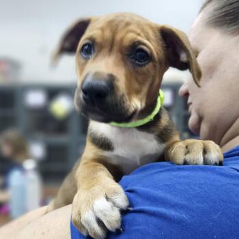 Rescue Boxer and Hound Dogs for Adoption in Muskego, Wisconsin - Reese The Boxer/ Hound | PetCurious