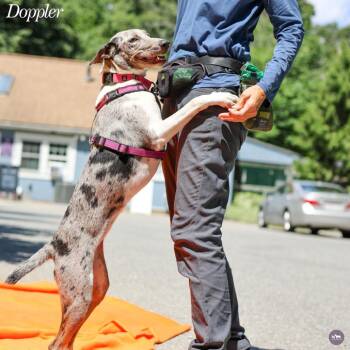Doppler -  Mixed Breed and None Dog for Adoption in Hopkinton, Massachusetts - Doppler | PetCurious