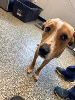 Nala -  Mixed Breed Dog for Adoption in Columbia, Tennessee - Nala | PetCurious