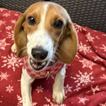 Beagle Dogs Available for Adoption - Penny | PetCurious