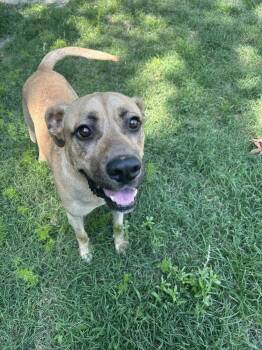 Rescue Labrador Retriever Dogs for Adoption in Youngsville, North Carolina - Myers | PetCurious