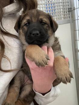 Husky and Shepherd Dogs Available for Adoption in Yellowknife, Northwest Territories - Meatball | PetCurious