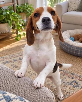 Jackie -  Beagle Dog for Adoption in Dunnellon, Florida - Jackie | PetCurious