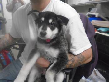 Husky Dogs Available for Adoption in Hopkinsville, Kentucky - Roxy/Dolly/ Pepper | PetCurious