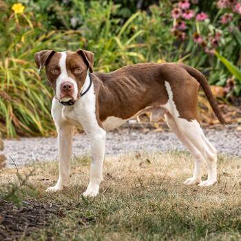 Chuck -  Pit Bull Terrier Dog for Adoption in Council Bluffs, Iowa - Chuck | PetCurious