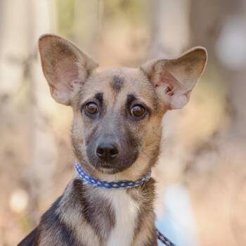 Rescue Shepherd Dogs for Adoption in Lambertville, New Jersey - Leigh | PetCurious