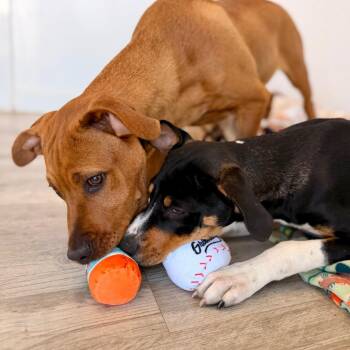Walter -  Black Mouth Cur and Mixed Breed Dog Available for Adoption in Green Bay, Wisconsin - Walter | PetCurious