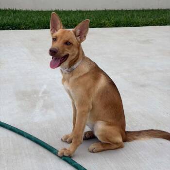 Piper -  Carolina Dog and Labrador Retriever Dog for Adoption in Harlingen, Texas - Piper | PetCurious