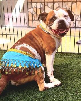 NALA -  American Bulldog and Pit Bull Terrier Dog for Adoption in Sacramento, California - NALA | PetCurious
