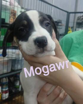 Morgawr -  Mixed Breed Dog for Adoption in Evansville, Indiana - Morgawr | PetCurious