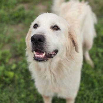 Little Bo Peep JuM -  Great Pyrenees Dog for Adoption in Austin, Texas - Little Bo Peep JuM | PetCurious