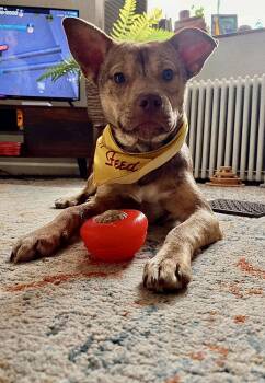 Rescue Husky and American Staffordshire Terrier Dogs for Adoption in Cincinnati, Ohio - Puck | PetCurious