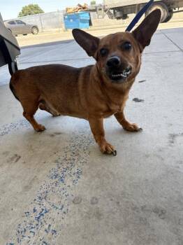 Mac - SENIOR AT RISK -  Chihuahua Dog for Adoption in Thousand Oaks, California - Mac - SENIOR AT RISK | PetCurious