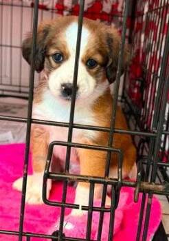 Rio -  Australian Cattle Dog Blue Heeler Dog for Adoption in Newport, Kentucky - Rio | PetCurious