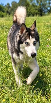 Selena -  Husky Dog for Adoption in Lucas, Texas - Selena | PetCurious