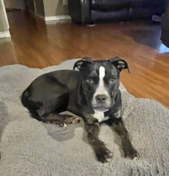 Boxer Dogs Available for Adoption - Roxy | PetCurious