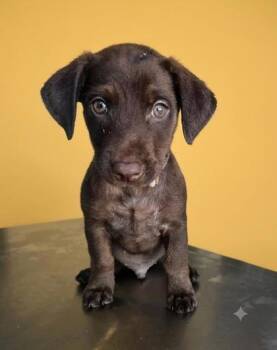 Pinocchio -  Mixed Breed Dog for Adoption in Raleigh, North Carolina - Pinocchio | PetCurious