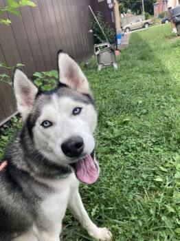 Rescue Mixed Breed Dogs for Adoption in Cincinnati, Ohio - Almyra | PetCurious