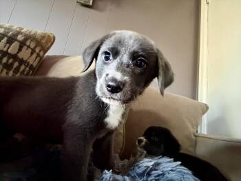 Jules Beni -  Mixed Breed Dog for Adoption - Jules Beni | PetCurious