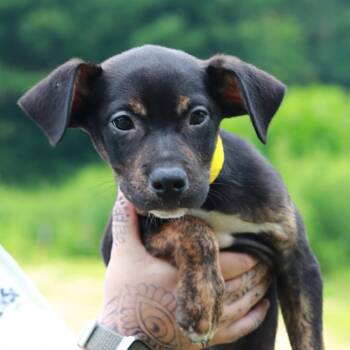 CT Jif -  Labrador Retriever and Mixed Breed Dog for Adoption in Eastford, Connecticut - CT Jif | PetCurious