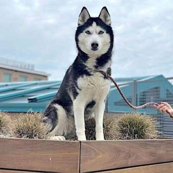 Siberian Husky Dogs Available for Adoption in New York, New York - Aurora | PetCurious