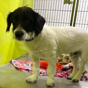Sugarfoot -  Poodle Dog for Adoption in San Jacinto, California - Sugarfoot | PetCurious