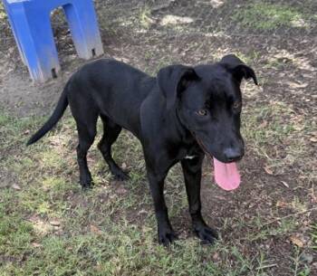 Radley -  Labrador Retriever and Mixed Breed Dog for Adoption in Conway, South Carolina - Radley | PetCurious