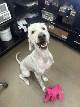 Winston -  Poodle Dog for Adoption in Mesa, Arizona - Winston | PetCurious
