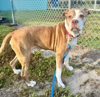 Prince -  Mixed Breed Dog for Adoption in Vero Beach, Florida - Prince | PetCurious