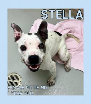 Rescue Pit Bull Terrier Dogs for Adoption in Danville, Indiana - Stella | PetCurious