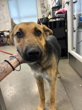 Sidney -  German Shepherd Dog and Mixed Breed Dog for Adoption in Fresno, California - Sidney | PetCurious