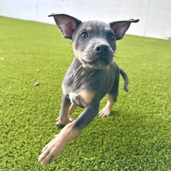 Sergio 9819 -  Mixed Breed Dog for Adoption in Loxahatchee Groves, Florida - Sergio 9819 | PetCurious