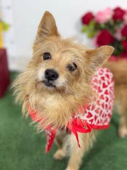 Border Terrier and Chihuahua Dogs Available for Adoption in Carlsbad, California - Spunky-One Of Our Amazing Rescue Dogs | PetCurious