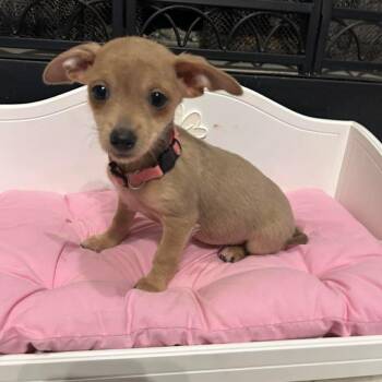 Chihuahua Dogs Available for Adoption in Fort Worth, Texas - Eclipse | PetCurious