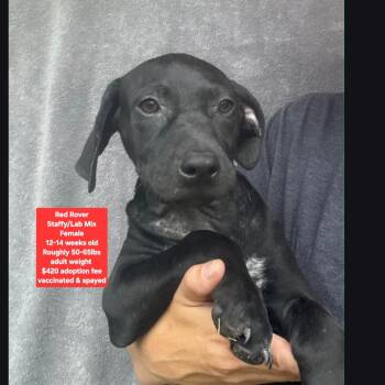 Red Rover -  Black Labrador Retriever and Staffordshire Bull Terrier Dog for Adoption in Oviedo, Florida - Red Rover | PetCurious