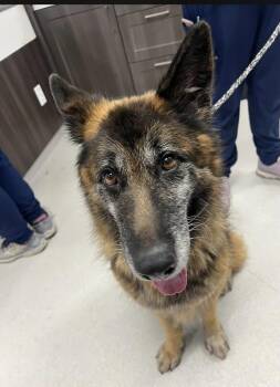 German Shepherd Dog Dogs Available for Adoption in Alexander, Arkansas - Sophie | PetCurious