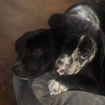 Catahoula Leopard Dog and Pit Bull Terrier Dogs Available for Adoption in Falls Church, Virginia - Spotty Dotty Pup: Oz | PetCurious