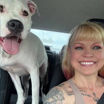 Pit Bull Terrier Dogs Available for Adoption - Ace | PetCurious