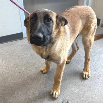 Bram -  Mixed Breed Dog for Adoption in Las Cruces, New Mexico - Bram | PetCurious
