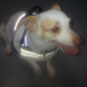 Casper -  Chihuahua and Mixed Breed Dog for Adoption in Lenoir, North Carolina - Casper | PetCurious