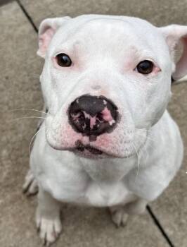 Parasol -  Pit Bull Terrier Dog for Adoption in Chicago, Illinois - Parasol | PetCurious