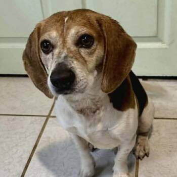 Beagle Dogs Available for Adoption in Groveland, Massachusetts - Charlie | PetCurious