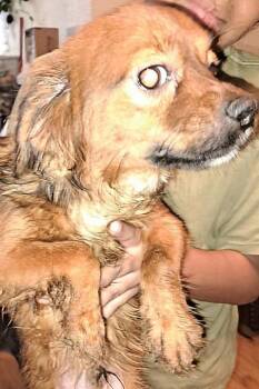 Chihuahua Dogs Available for Adoption in San Antonio, Texas - FLYER | PetCurious