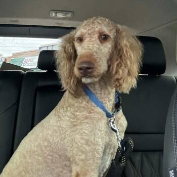 Cooper -  Goldendoodle Dog for Adoption in Lancaster, Kentucky - Cooper | PetCurious