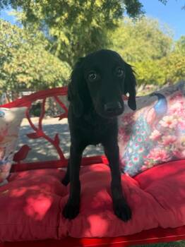 Davis -  Goldendoodle and Labradoodle Dog for Adoption in Temecula, California - Davis | PetCurious