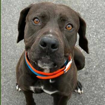 Labrador Retriever Dogs Available for Adoption - River | PetCurious